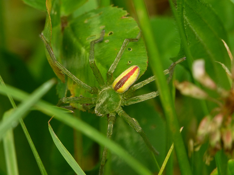 Micrommata virescens,  maschio  - Sumirago (VA)